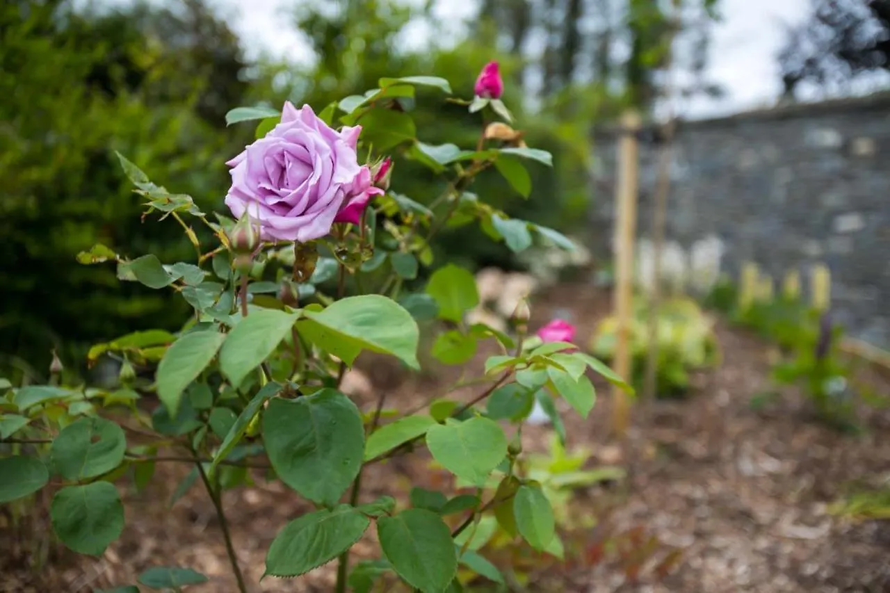 The Paddocks Cabin - Stylish, Cozy & Private Killarney